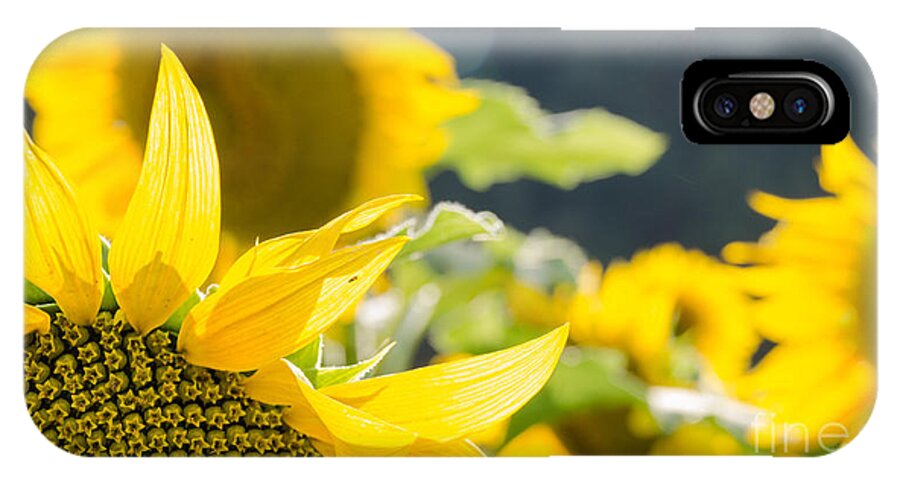 Sunflowers iPhone X Case featuring the photograph Sunflowers 14 by Andrea Anderegg