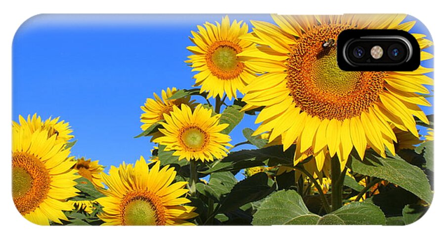 Sunflowers In Blue iPhone X Case featuring the photograph Sunflowers in Blue by Suzanne DeGeorge