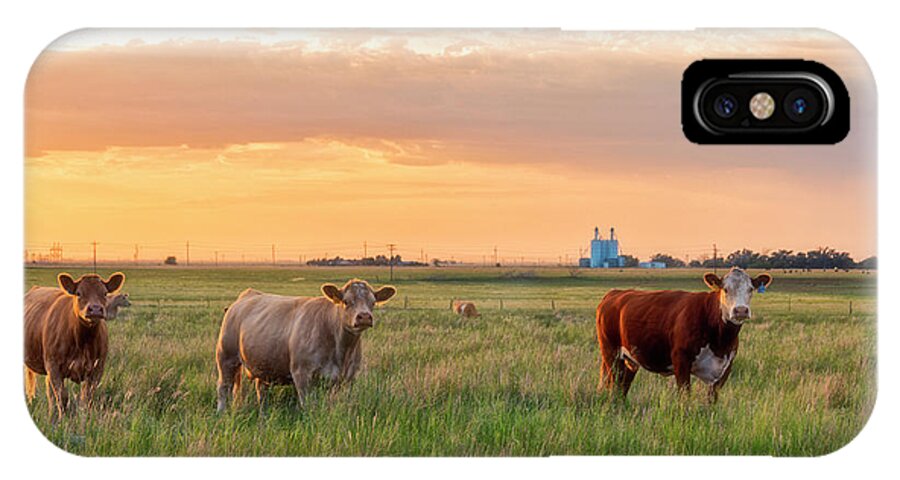 Sunset iPhone X Case featuring the photograph Sunset Cattle by Russell Pugh