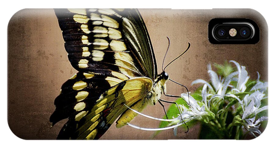 Swallowtail Butterfly iPhone X Case featuring the photograph Swallowtail by Saija Lehtonen