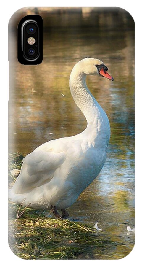 Swan iPhone X Case featuring the photograph Swan Portrait by Karl Anderson