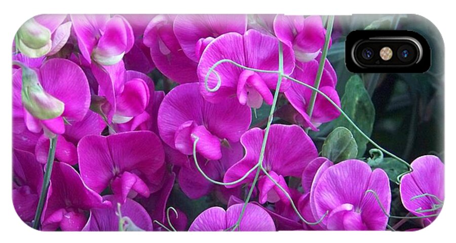 Sweet Peas iPhone X Case featuring the photograph Sweet Pea by Charles Robinson
