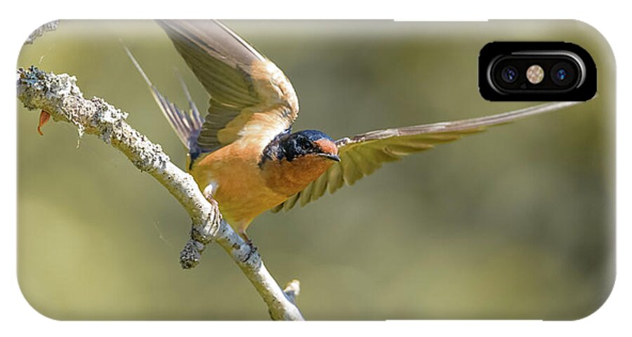 Barn Swallow iPhone X Case featuring the photograph Take off by Kathy King