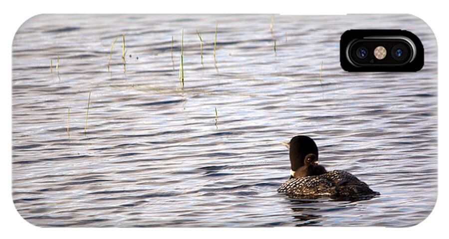 Common Loon iPhone X Case featuring the photograph Taking Chick For Ride by Linda Kerkau