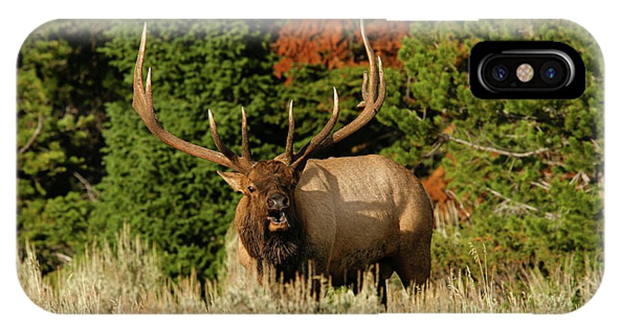 Elk iPhone X Case featuring the photograph Talking out loud by Ronnie And Frances Howard