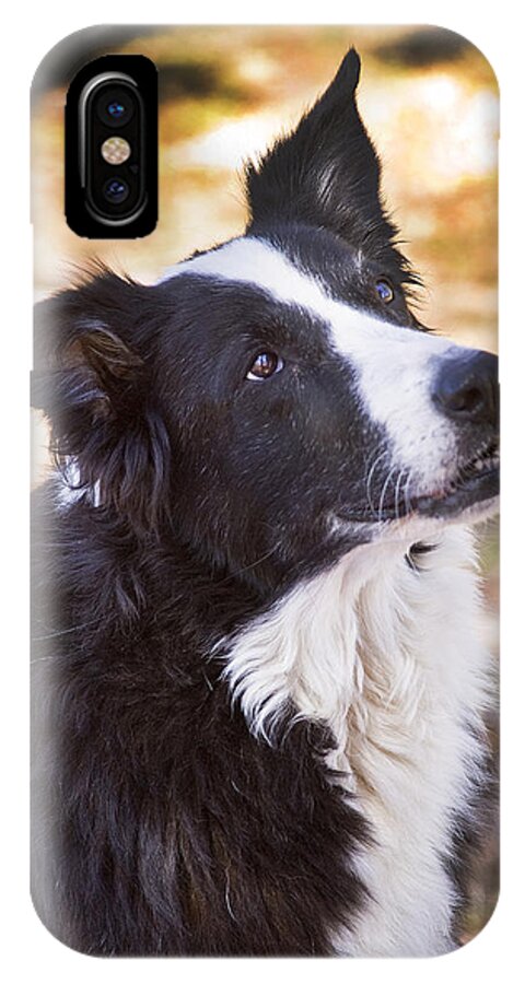 Border Collie iPhone X Case featuring the photograph Tessie 8 by Rich Franco