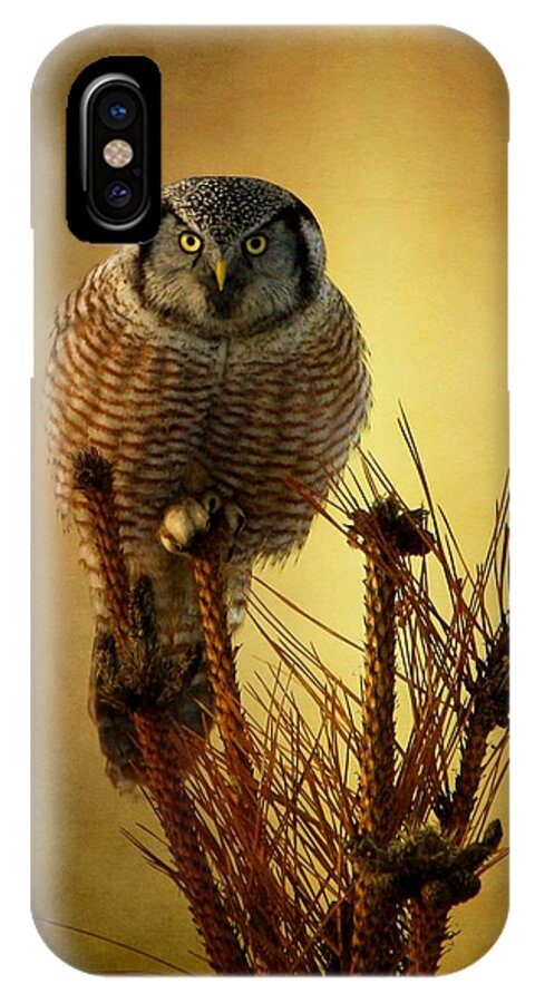 Hawk Owl iPhone X Case featuring the photograph The great stare down by Heather King