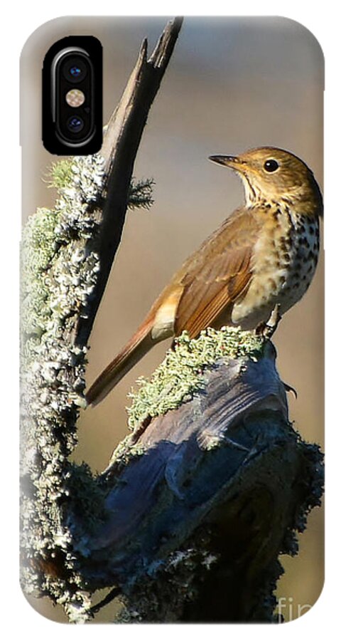 Birds iPhone X Case featuring the photograph The Hermit Thrush by Kathy Baccari