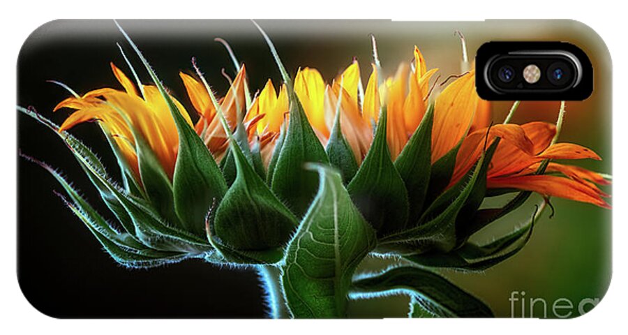 Anderson Sunflower Farm iPhone X Case featuring the photograph The Mighty Sunflower by Doug Sturgess