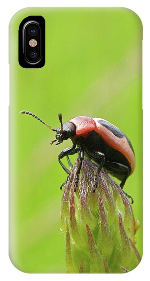 Beetle iPhone X Case featuring the photograph The Summit by Randall Ingalls
