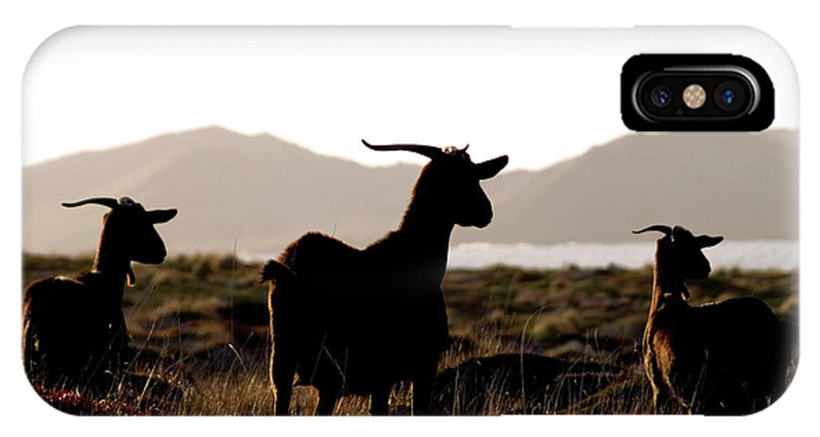 Goat iPhone X Case featuring the photograph Three Goats by Pedro Cardona Llambias