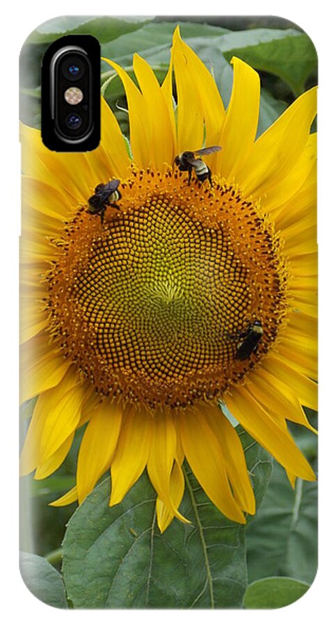 Sunflower iPhone X Case featuring the photograph Three is a Crowd by Virginia Coyle