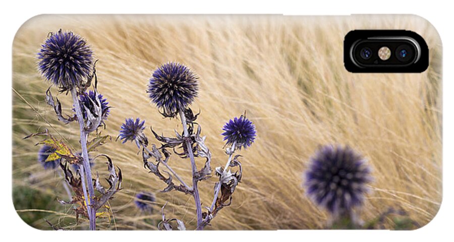 Dry Flowers iPhone X Case featuring the photograph Three purple echinops by Helga Novelli