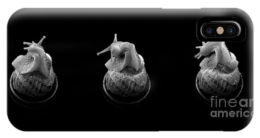 Animal iPhone X Case featuring the photograph Three snails by Clayton Bastiani