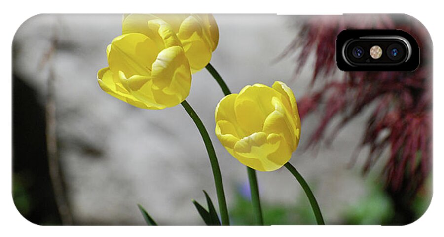 Tulip iPhone X Case featuring the photograph Three Yellow Garden Tulips Flowering in Spring by DejaVu Designs