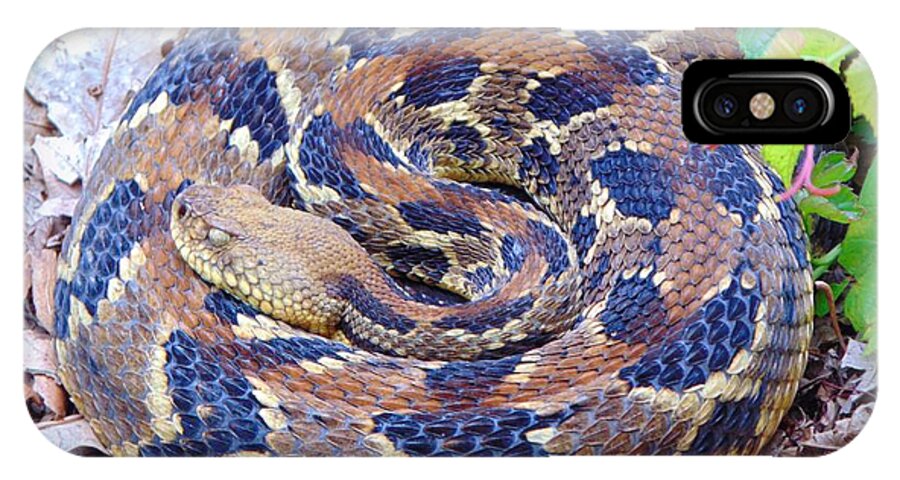 Snake iPhone X Case featuring the photograph Timber Rattler by Richie Parks