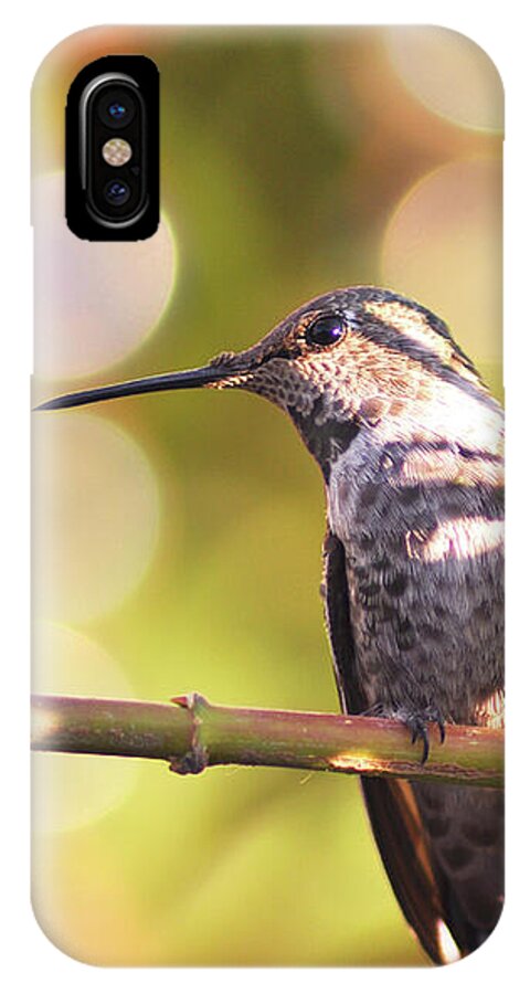 Hummingbird iPhone X Case featuring the photograph Tiny Bird Upon a Branch by Debby Pueschel