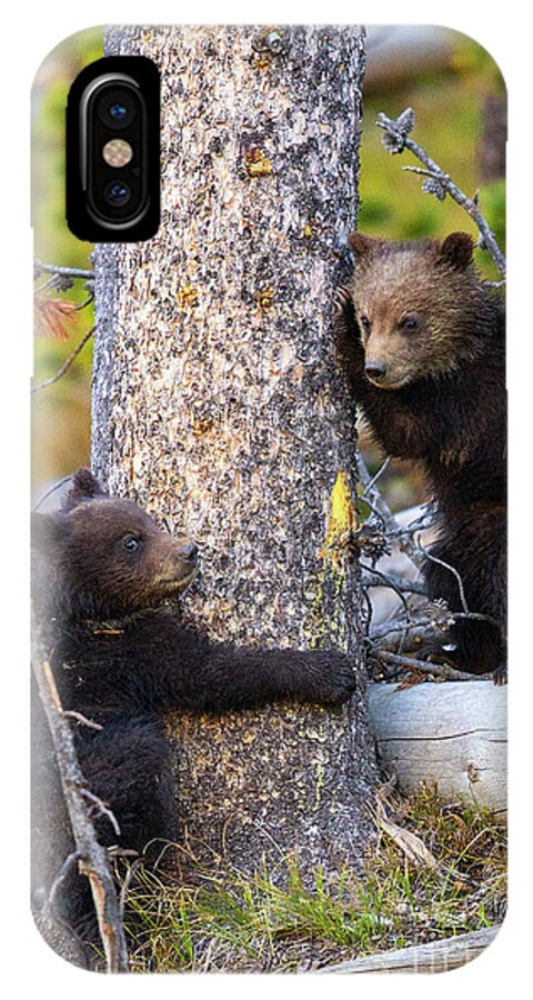Grizzly Bears iPhone X Case featuring the photograph Tree Huggers by Aaron Whittemore