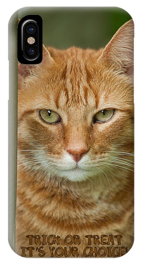 Cat iPhone X Case featuring the photograph Trick or Treat by Joye Ardyn Durham