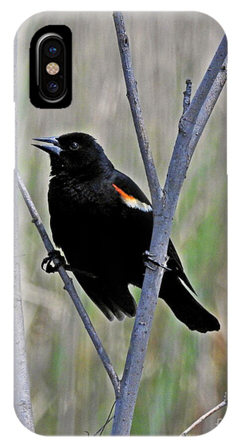 Tricolored Blackbird iPhone X Case featuring the photograph Tricolored Blackbird by Kathy M Krause