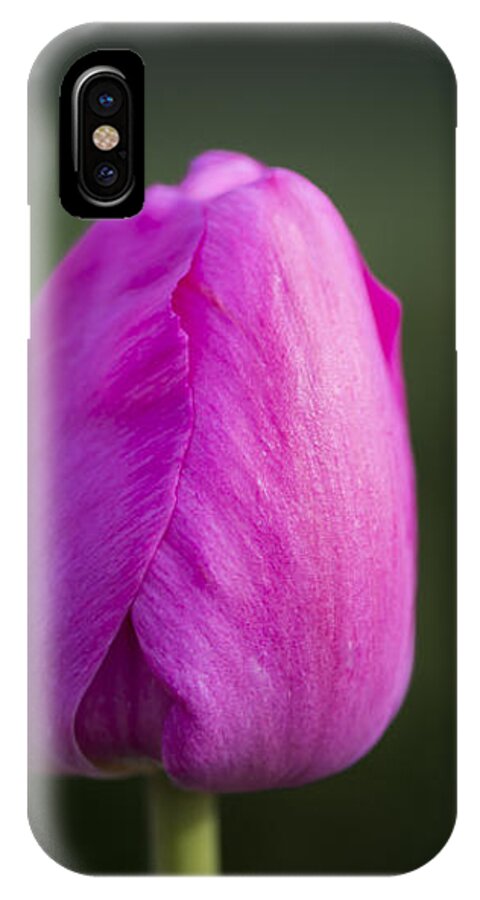 Flower iPhone X Case featuring the photograph Tulip by Andrea Silies