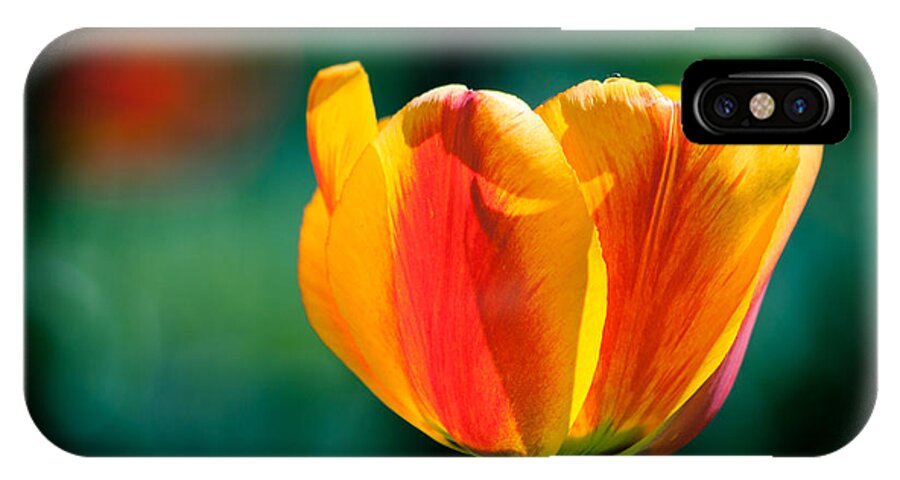Tulip iPhone X Case featuring the photograph Tulip In The Sun by Marta Grabska