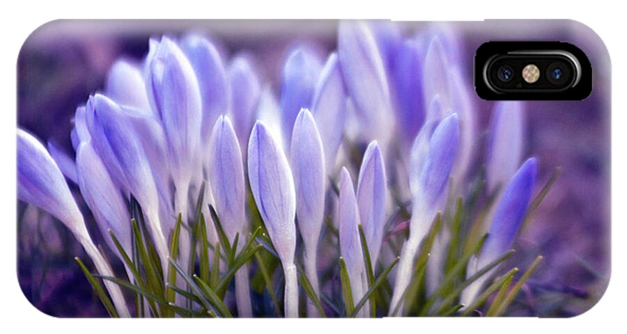 Crocus iPhone X Case featuring the photograph Ultra Violet SOUND by Silva Wischeropp