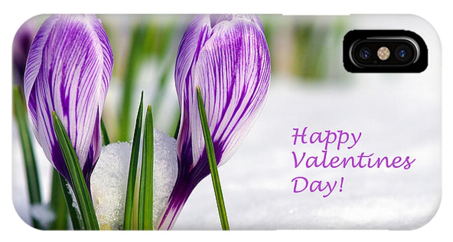 Crocus iPhone X Case featuring the photograph Valentines Day Crocuses by Sharon Talson