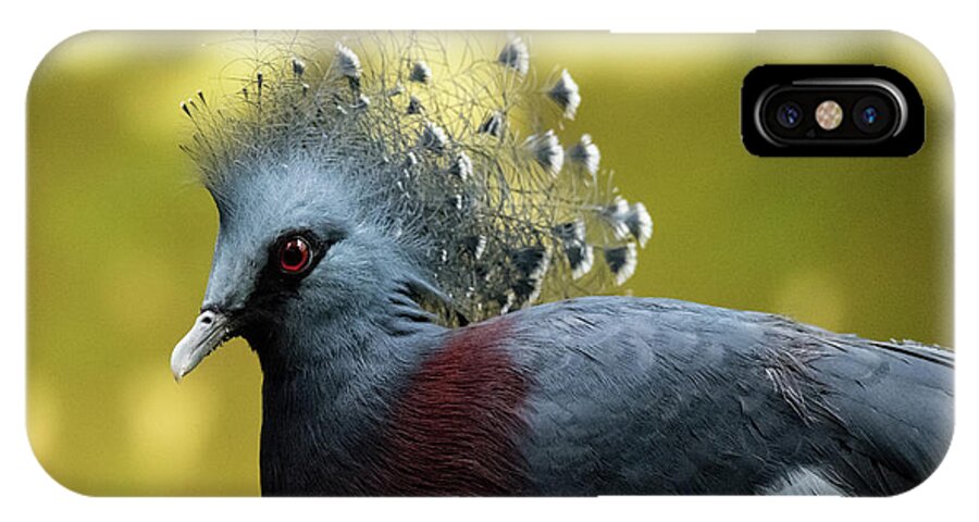 Bird iPhone X Case featuring the photograph Victoria Crowned Pigeon by Ed Taylor