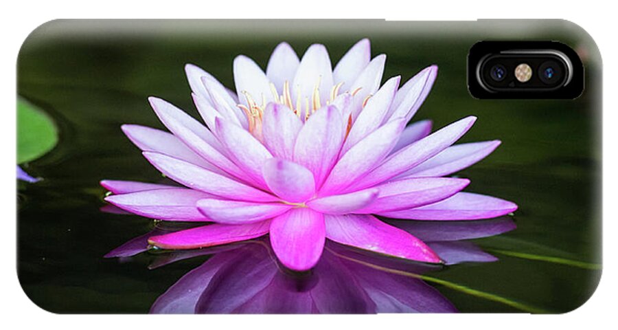 Tropical iPhone X Case featuring the photograph Water Lily by Ed Taylor