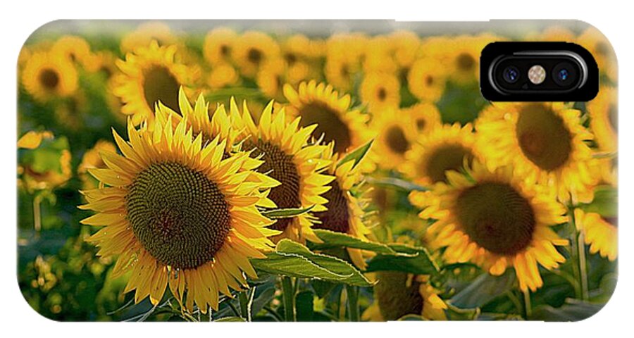 Yellow Flowers iPhone X Case featuring the photograph Waving Sunflowers in a Field by Karen McKenzie McAdoo
