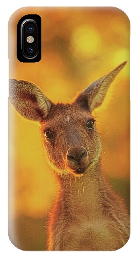 Mad About Wa iPhone X Case featuring the photograph What's Up, Yanchep National Park by Dave Catley