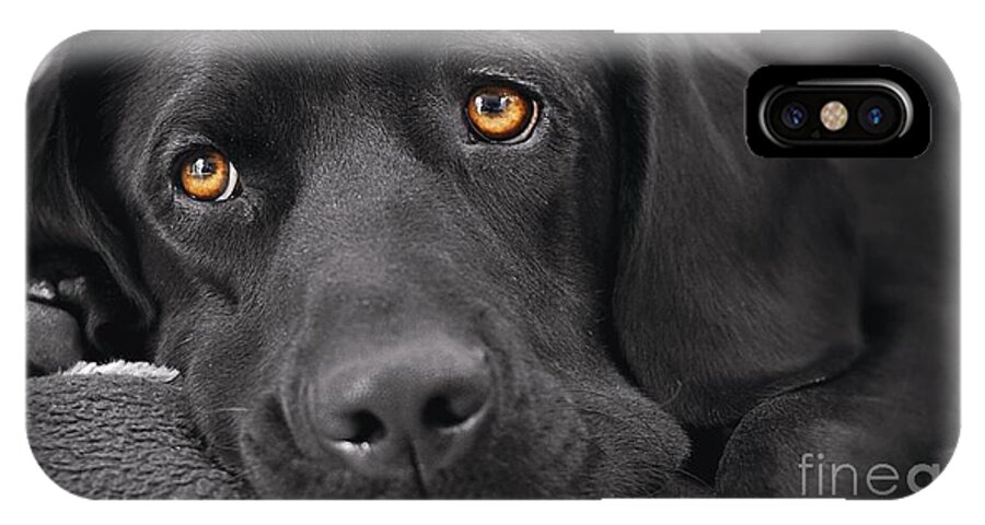 Dogs Die iPhone X Case featuring the digital art When Dogs Die by Kathy Tarochione