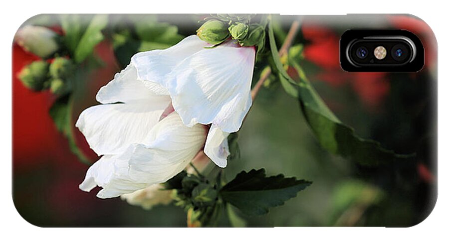 Rose iPhone X Case featuring the photograph White Rose of Sharon by Theresa Campbell