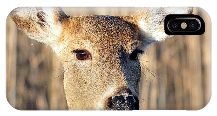 White-tailed Deer iPhone X Case featuring the photograph White-tailed Deer by Diane Giurco