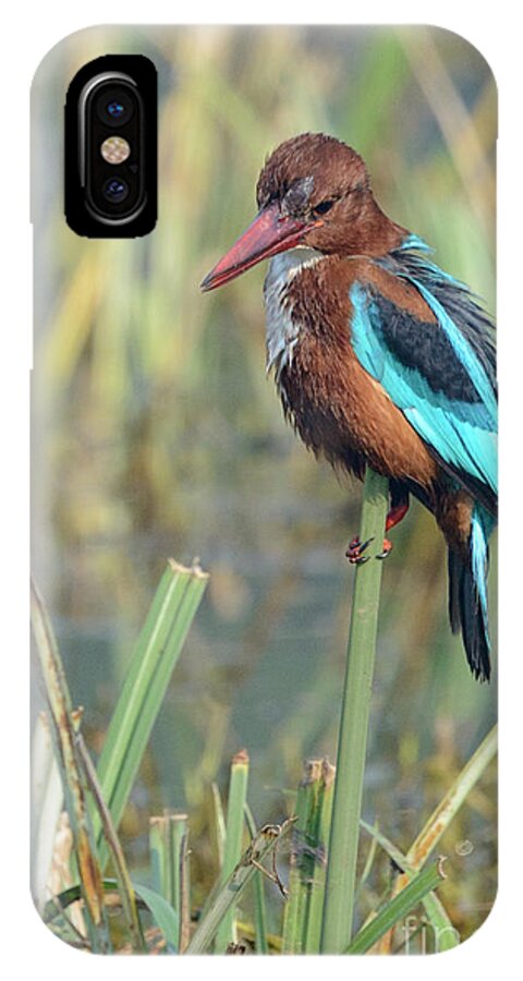 Bird iPhone X Case featuring the photograph White-throated Kingfisher 13 by Werner Padarin