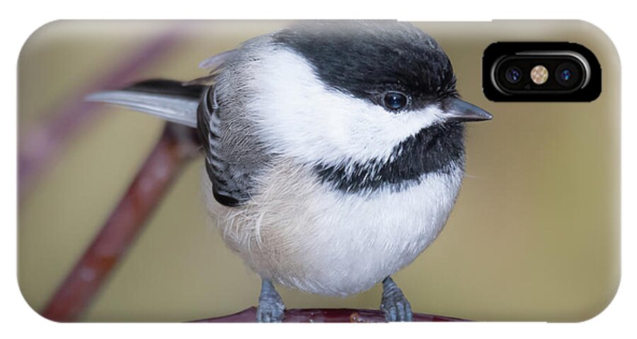 Chickadee iPhone X Case featuring the photograph Who are you? by Ian Sempowski
