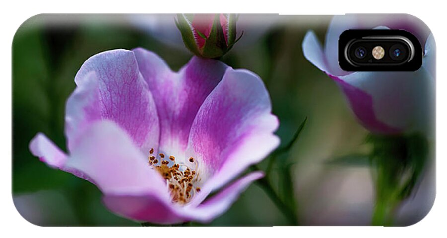  iPhone X Case featuring the photograph Wild Rose 7 by Dan Hefle