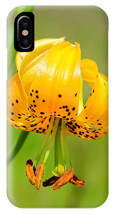 Wildflower iPhone X Case featuring the photograph Wild Tiger Lily by George Davidson