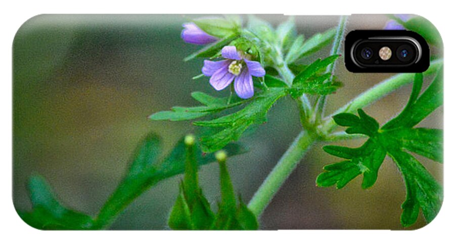 Flower iPhone X Case featuring the photograph Wildflower 1 by Karin Everhart