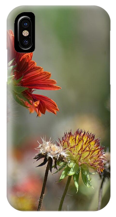 Wildflowers 1 iPhone X Case featuring the photograph Wildflowers 1 by Maria Urso