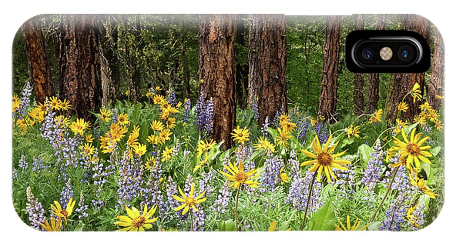Arrowleaf Balsamroot iPhone X Case featuring the photograph Balsamroot and Lupine in a Ponderosa Pine Forest by Jeff Goulden