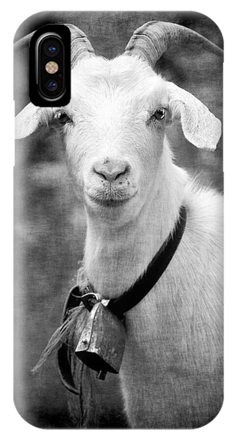 Goat Alpine White Billy Bell Horns Portrait Animal Alps Serious Creature Stare iPhone X Case featuring the photograph Willhelm of the Alps by Jennifer Wright