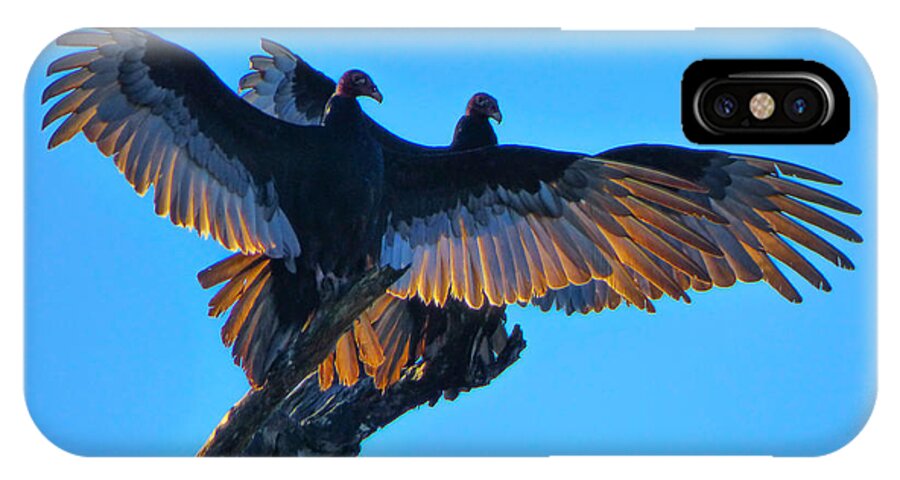 Orcinusfotograffy iPhone X Case featuring the photograph Wings Of Gold by Kimo Fernandez