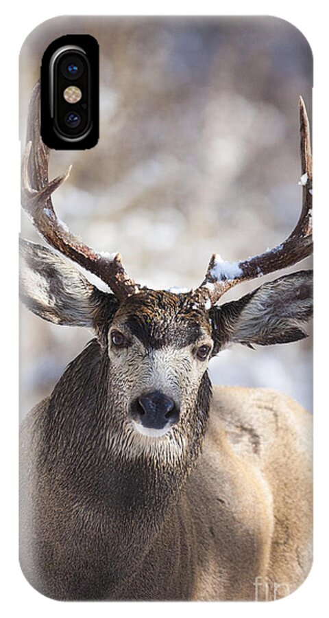 Deer iPhone X Case featuring the photograph Winter Buck II by Douglas Kikendall