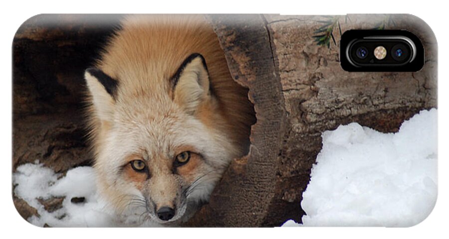 Fox iPhone X Case featuring the photograph Winter fox by Richard Bryce and Family