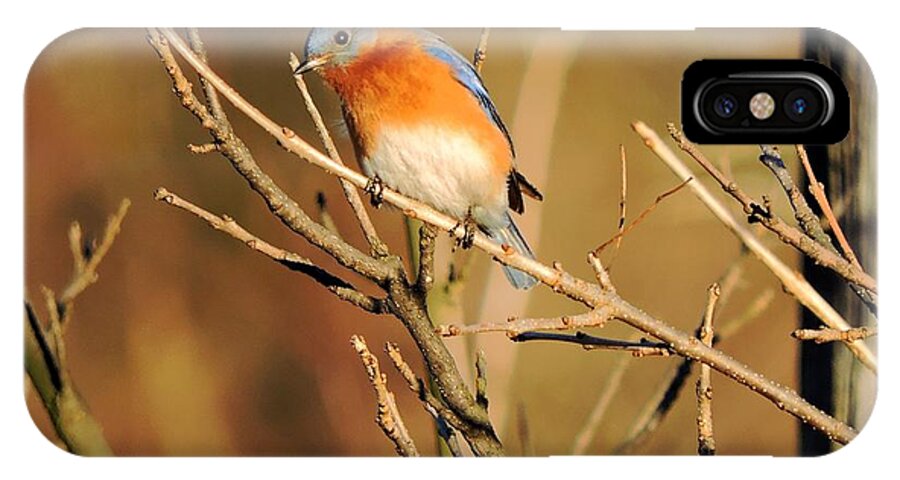 Bluebird iPhone X Case featuring the photograph Winter's Bluebird by Tami Quigley