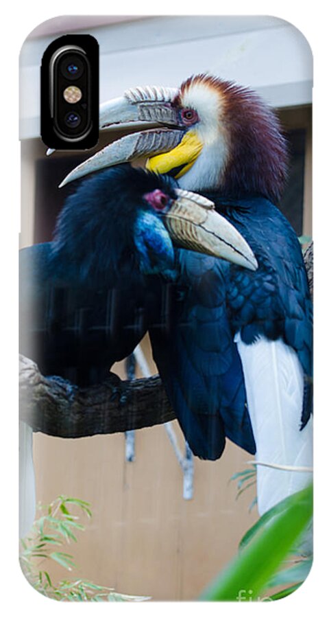 Birds iPhone X Case featuring the photograph Wreathed Hornbills by Donna Brown