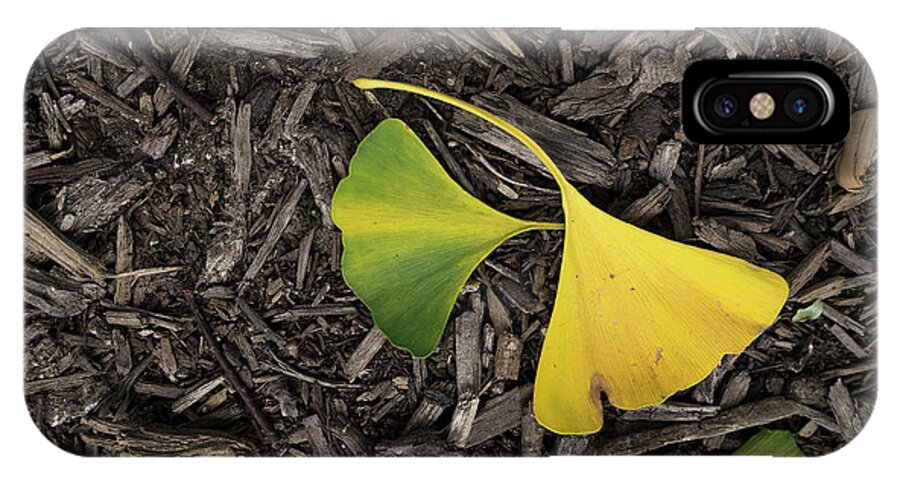 Ginkgo Leaves Divided iPhone X Case featuring the photograph Yellow and Green Gingko by Sharon Popek