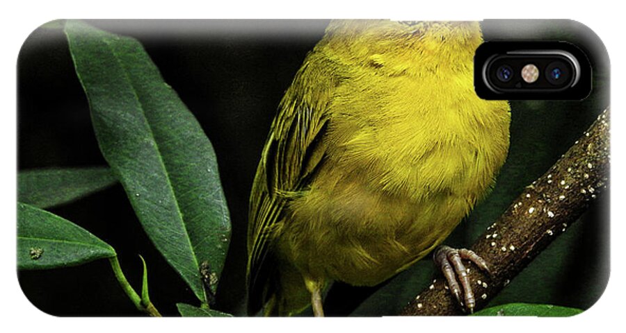 Bird iPhone X Case featuring the photograph Yellow bird by Pradeep Raja Prints